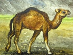 Watercolor Painting Camel Nature Wildlife Animals ACEO Art