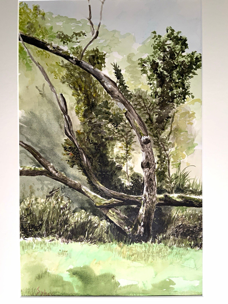 Coastal Sylvan Grove