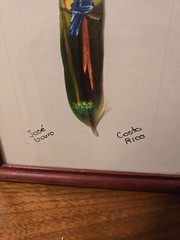 Vintage 2 JOSE GARRO – PARROT PAINTED on FEATHER – Costa Rica – Framed &SIGNED