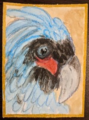 ACEO Original watercolor Painting markers Signed blue parrot