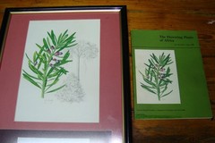 G Gillian Condy Botanical Water color painting Art work Yellow wood tree + Book