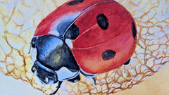 Ladybug on Physalis Watercolor Painting Red Insect on Lantern Leaf A4 Art