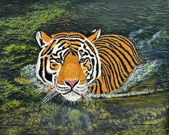 Tiger in Water, lion, jaguar, leopard, snow leopard, wild cats