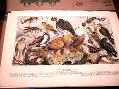 Large Fantastic Watercolor by Fuji Nakamizo of Predator Birds