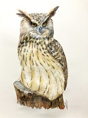 Bird Great Horned Owl Watercolor Original Painting