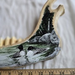 Hand Painted Horse Jawbone Art – Common Loons on Lake Scene Signed Cordova 5/13