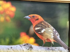 Vintage Ornate Gold Bird Art Frames Featuring Lovely Bird Prints & Quotes Set 2