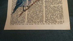 Bluebirds on Old Text – 7 1/2″ X 10 3/4″ -Colored Ink Original Ramfish Artist