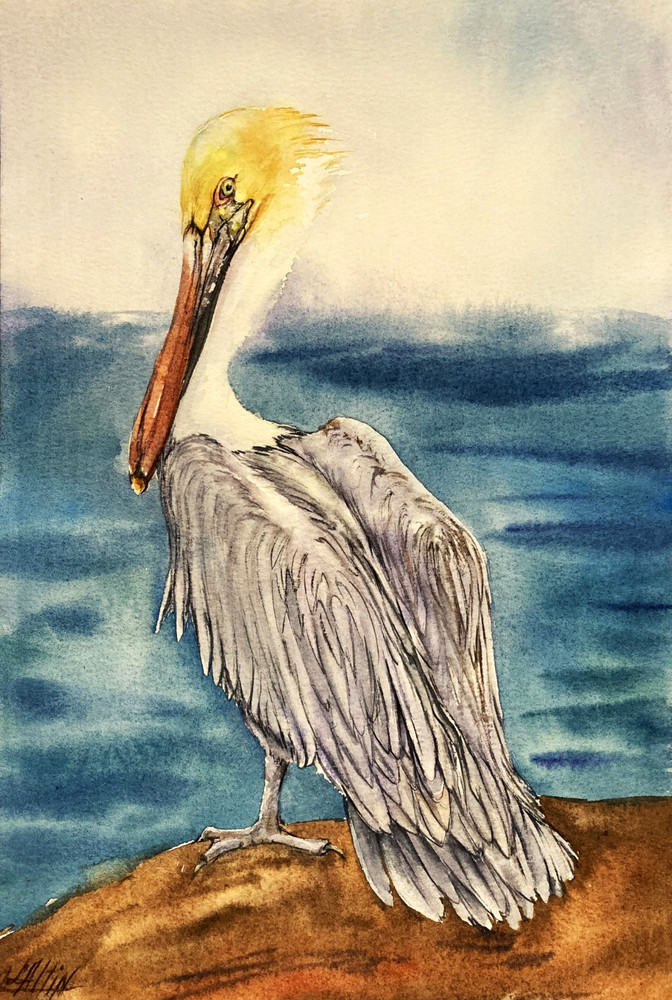 Original Watercolor Brown Pelican Bird Painting Coastal Wildlife Wall Art