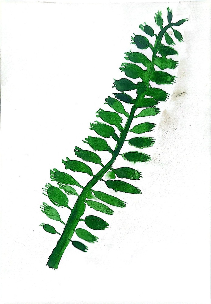A Single Leaf Abstract Impressionist Watercolor Original 5×7 On Matte Signed