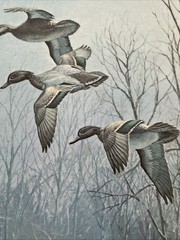 David Maass “Winter Flight” Reproduction Painting Framed 16X20 Estate