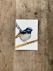 ACEO By Kenna Watercolour Blue Fairy Wren Bird Painting 2.5” X 3.5” Signed ÀTC