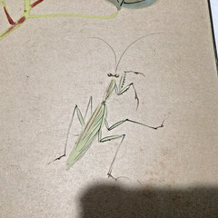 4 origional watercolor on board Japanese Asian pictures manitis dragonfly scenic