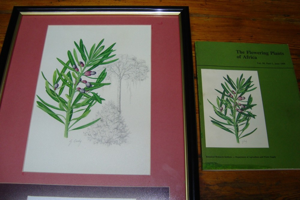 G Gillian Condy Botanical Water color painting Art work Yellow wood tree + Book