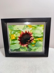 Still Life Red Sunflower Framed Nature Art 11.5 x 13.5″ Wall Hang