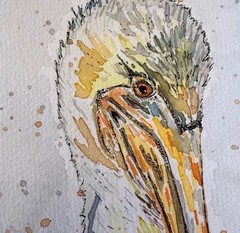 Original 9×12” Pelican Watercolor Painting On Acid Free Watercolor Cardstock