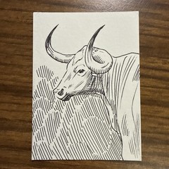 Hand Drawn Steer Aceo OOAK Original Signed by The Artist