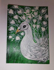 ACEO original white rare peacock bird painting 2.5×3.5 by Jayne