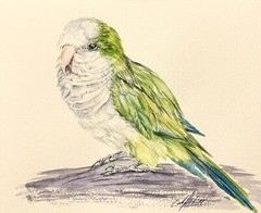 Parrot Green Bird Watercolor Original Painting