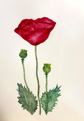 Red Poppies Watercolor Painting Original Art, Floral Botanical Artwork #2
