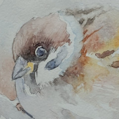 Sparrow, Birds, Watercolor artwork, Handmade, Original painting on paper