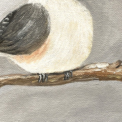 Tufted Titmouse Oil Painting Original 8×10 Canvas Boar Bird Art Signed