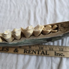 Hand Painted Horse Jawbone Art – Common Loons on Lake Scene Signed Cordova 5/13