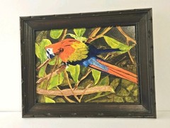 Original Oil On Board Scarlett Macaw Sketch / Painting MCM Wood Frame 15″x12″