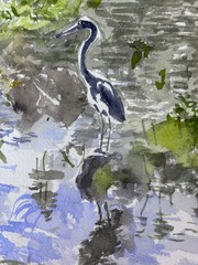 Gr Blue Heron/ Delray Bch, FL / 9″ x 12″ / orig. w/c / Mimi Davis, Artist