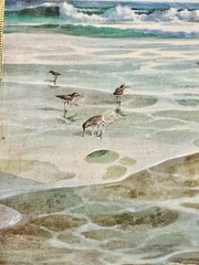 Vintage Original Oil Painting Beach Scene with Shells and Rocks {6 1/2” X 4 3/4}