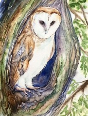 Barn Owl Bird Watercolor Original Painting by artist Liz Altin