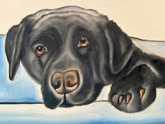 Original oil painting 11 x 14 inches black Labrador retriever dog-free shipping
