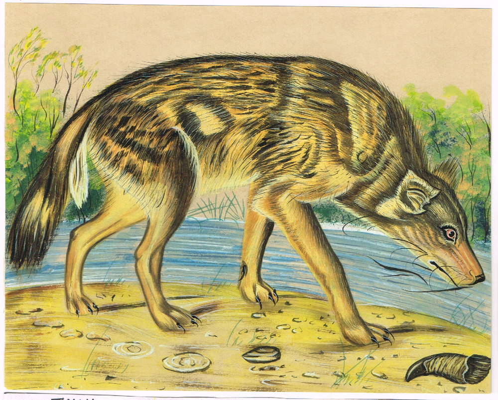 Indian Miniature Painting Of Wild Jackal – Animal Art On Paper 8.5×6.5 Inches