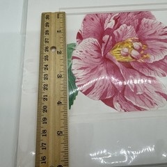 Liz Hutnick Watercolor Painting Pink Camellia 2006 Botanical Art Signed Matted