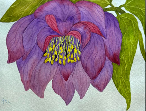 PAINTING WATERCOLOR FLOWER HELLEBORE PURPLE MAROON PINK 11X14 DOUBLE MAT 16X20