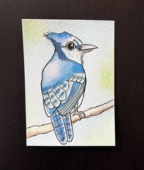 ACEO Original Watercolor Painting “Blue jay” By Connie Kline 2.5×3.5”