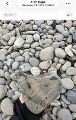Shark W/natural Mouth Indentation Painted on a Rock! Approx 5 1/2“ X 4“ X 2“￼