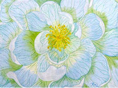 PAINTING WATERCOLOR 11X14 AND WHITE MAT 16X20 FLOWER POPPY BLUE GREEN YELLOW ART