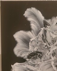 HAND PAINTING BY JODI – ACRYLIC ON COTTON CANVAS