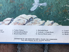 Vtg 1946 Audubon Bird Chart Maryland Game Fish Commission BIRDS OF PREY 20×30