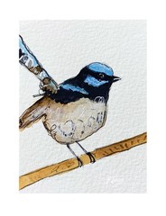 ACEO By Kenna Watercolour Blue Fairy Wren Bird Painting 2.5” X 3.5” Signed ÀTC