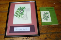 G Gillian Condy Botanical Water color painting Art work Yellow wood tree + Book
