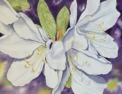 White Azalea Flowers