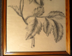 ANTIQUE ORIGINAL DRAWING PENCIL LINA EMILIA AMPT 19TH CENTURY RESTSTATT?
