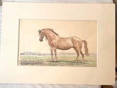 antique 19th century West American Mustang horse realism watercolor painting art