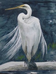 PELICAN PICTURE 16X20 BIRD ANIMAL ON CANVAS UNFRAMED