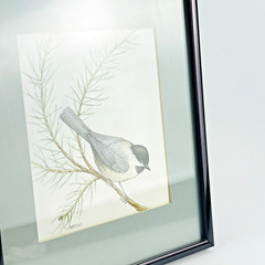 Black-Capped Chickadee Framed Green Mat Artist Signed Kate Davis 93 Gallery Wall