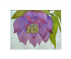 PAINTING WATERCOLOR FLOWER HELLEBORE PURPLE MAROON PINK 11X14 DOUBLE MAT 16X20