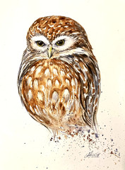 Owl Bird Watercolor Original Painting