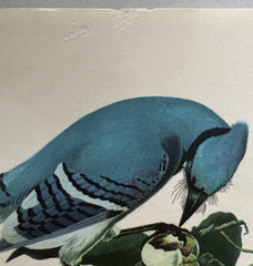 18 Best Loved Bird Paintings Prints By Audubon In Original Envelope – Missing 1